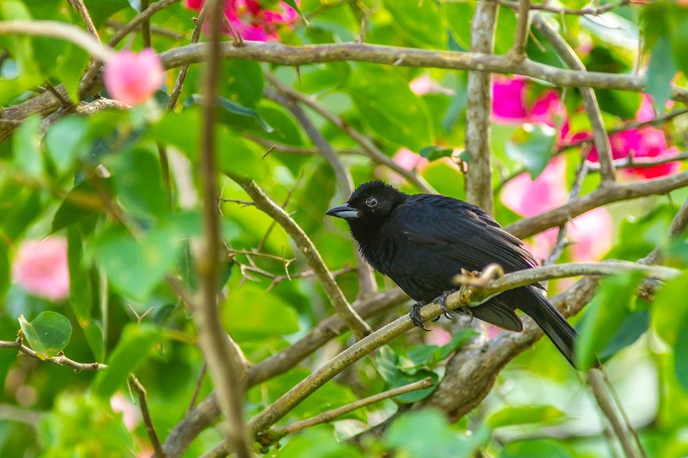 Caribbean-Trinidad-Asa Wright Nature Center Male white-lined tanager bird on limb